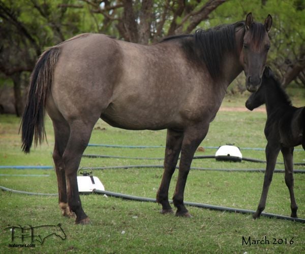 Unregistered Grulla Mare